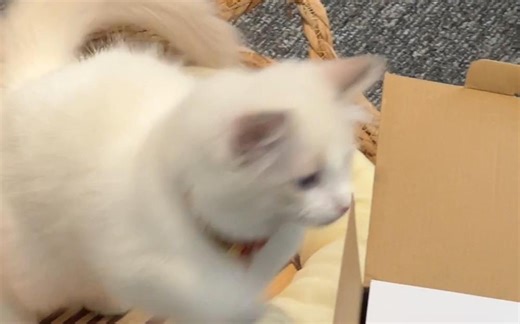 沉浸式开箱📦丨这年头自动喂食器都这么懂事吗