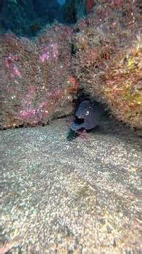 Stunning Underwater Coral Reef: Vibrant Life & Tranquil Beauty