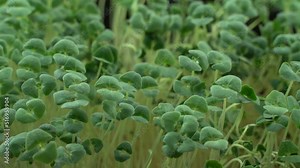 Broccoli microgreens birth close-up. Green micro plants brassica oleracea germination. Juicy young sprouts in containers. Germination of cabbage seeds. Healthy nutrition and organic food.