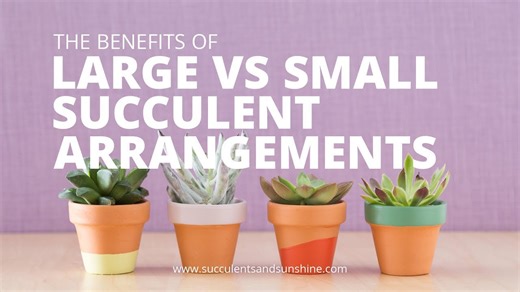 Large vs Small Succulents: Benefits and Care Tips