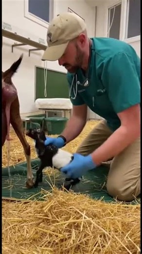 Vet Helps Goat Give Birth – Incredible Moment! #foryou #veterinarypharmacist #trending #vetcare