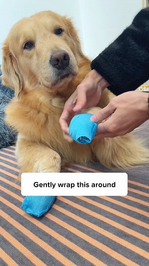Howlsyourday on Instagram: "Get this Bandage Shoe to protect your dog's feet during walks!!🐶🐾"