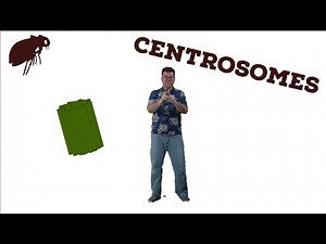 Centrosomes