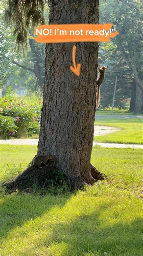 Squirrels Playing Hide & Seek Like Little Kids!"