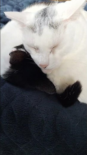 きょうのおひる（よりそい）ねこ #cat