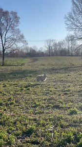 Beautiful ram #hunting #excotic #hunt | Cedar Ridge Whitetails