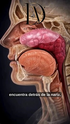 Dr. De La Vega | Las adenoides son un tejido del sistema inmune que se localiza detrás de la nariz, en la nasofaringe. Su función es ayudar a defender al... | Instagram