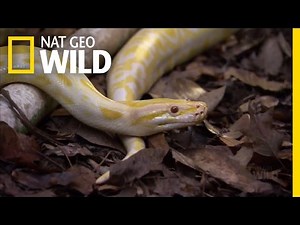 Backyard Python Rescue | Python Hunters