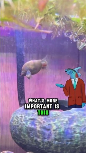 These “Pest” Snails Save Tanks