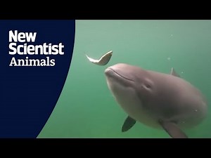 Watch a porpoise catch fish using echolocation