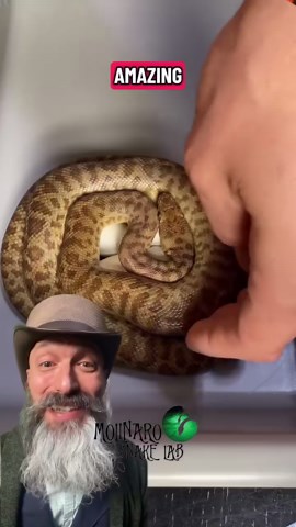 Hatching Childrens Pythons! Complete Hatching Journey!