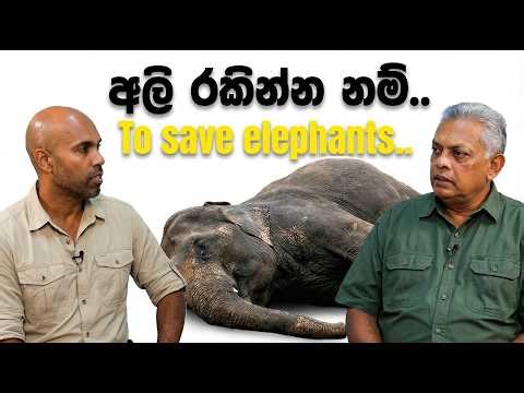 අලි රකින්න නම් To Save Elephants | Dr. Ru Somaweera | #යංසත්තුබලන්න #rugoeswild