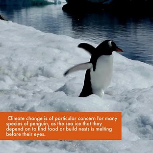 Charming, resilient, and in peril. Join us on #PenguinAwarenessDay to explore the challenges penguins endure. Share to spread awareness and inspire action for their survival 🐧🧡 | World Animal Protection UK