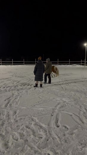 Meet Nöpö 🐴 The New pony of @jankaresort ♥️ #pony #shetlanninponi #jänkäresort #lapland #ylläs | Sampon Matka