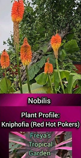 Plant Profile: Kniphofia (Red Hot Pokers)