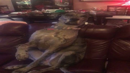 Gentle Giant Dane in Tiny Chair Wants a Hand Touch