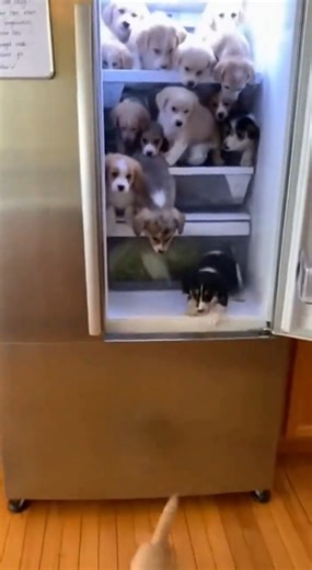 When You Open the Fridge and Puppies Fall Out 😂 Adorable Chaos