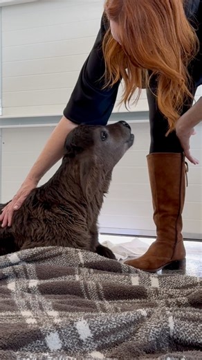 Calf update from Drummond Ranch—this video starts on Sunday morning, 24 hours after Ladd found the newborn in the snow. He tried to get her back on her mama the next morning, but the calf was weak and after a few hours, she still couldn’t get up by herself to nurse. So Ladd and Ree had to take her back to their heated garage to warm her up again and try to get her to eat more. The calf had a few hours where she looked like she wasn’t going to make it (she’d been born in the winter storm and had 