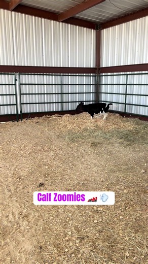Molly Zoomies #CowsofTikTok #Cows #CowMoments #HappyCows #cowaddiction | Cow Videos