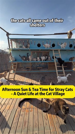 Afternoon Sun and Tea Time for Stray Cats