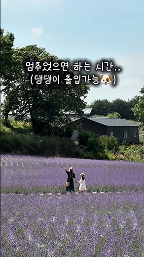 고창 청농원 라벤더 축제 실시간 상황 💜