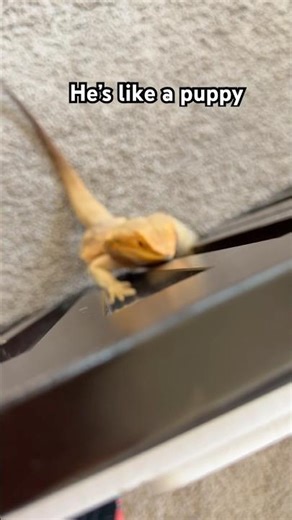 Puppy Sam. Sorry, my phone was struggling to focus 🤣🤷🏻‍♀️