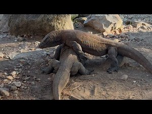Omg! Two komodo dragon male fighting to get female #animals #reptiles #nature