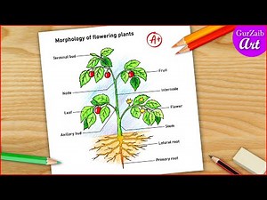 Morphology of Flowering plants drawing / easy / parts of flowring plants labelled diagram CBSE