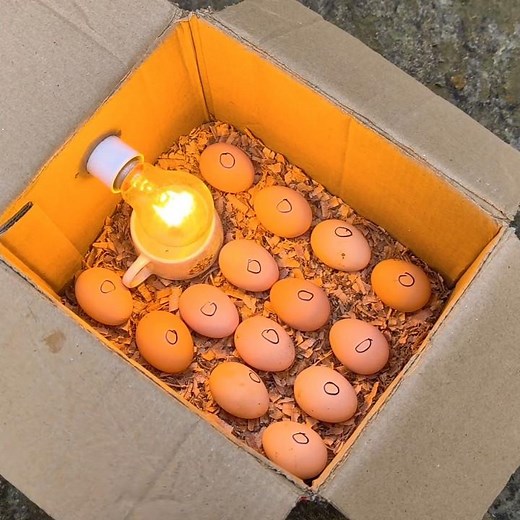 How to make a small incubator at home from paper box and hatch chicken egg