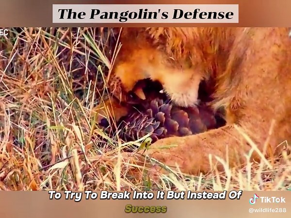 The Pangolin's Impenetrable Defense Against Lions and Hyenas