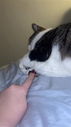 paws🥺 #foryoupage #catsoftiktok #catlover #catmom