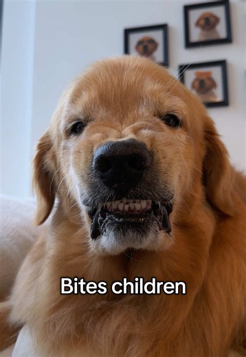 Echo loves children #satire #dogsoftiktok #goldenretriever #funnyvideos #fyp