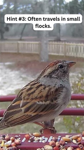 Can you guess the type of bird?