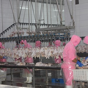 [Hot Item] Slaughterhouse Rotary Feather Plucking Goose Slaughter Equipment Automatic Poultry Plucking Machine Poultry Slaughterhouse Machinery