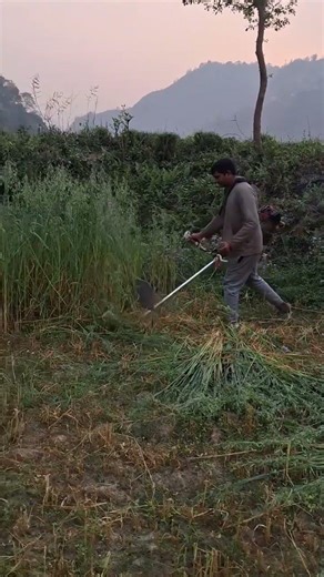 Grass Cutting at Waling Agro #satisfyingvideo #asmr #grasscutting #grasscuttingmachine