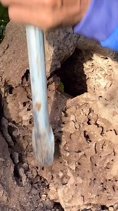 95K views · 622 reactions | Man dig find potato meet turtle and parrots make a nest in hole undergroun !!! . . . #tree #birdnest #birdsbeauty #nature #parrot #birds #wildlife #pet #reelsfbシ #fbpost2024 #reelsvideoシ #birdlife #parrotlife #parotlive #feedparrot #birdlife #birdsofinstagram | Peaches Bell | Facebook