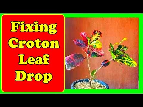 Why Croton Leaves Fall Off and How to Fix It | Easy Croton Plant Care