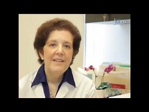 Neural tube closure processes in cultured whole mouse embryos