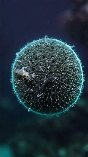 2025's Carnivorous 'Death Ball' Sponge?!