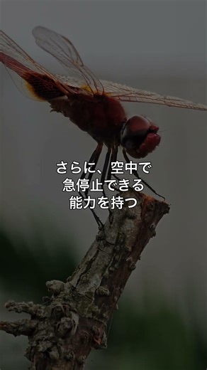 音速を超えると何が起きるか、知っていましたか？