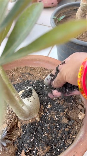 Adenium Plant Care🌹|#homegardening #youtubeshorts