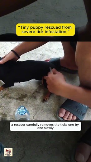“Severe Tick Infestation on Tiny Puppy | Large Ticks Removed One by One | Puppy Rescue”