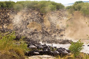 The Great Wildebeest Migration Tracker, Facts, Map 2026