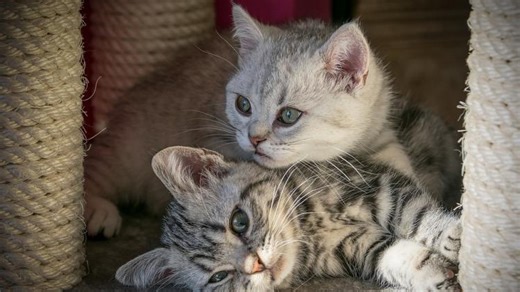 Interview Questions : একটি বিড়ালের ৩টি বাচ্চার নাম অ, আ, ই, তাহলে মা বিড়ালের নাম কী! জানুন