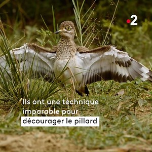 2.7M views · 2K reactions | Étonnant ! Quand deux oiseaux volent au secours d'une maman crocodile : le plus fort n'est pas toujours celui qu'on croit  "Kalahari, l'autre loi de la jungle" : un documentaire raconté par Virginie Efira à revoir sur france.tv ▶️ bit.ly/Kalahari-LoiJungle | France tv | Facebook