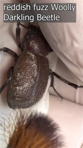 Woolly Beetle #insects #beetle #woollybeetle #facts #wildlife #wildliferescue #nature