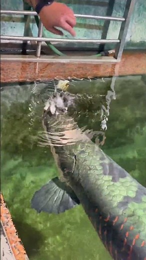 They grow bigger as you feed them. Our main focus is on getting them to grow big. #Arapaima