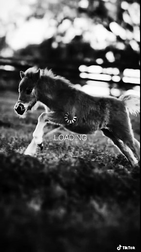 Playful Foal Running in a Grassy Field
