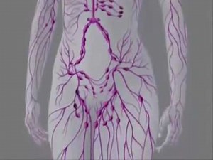 Système lymphatique