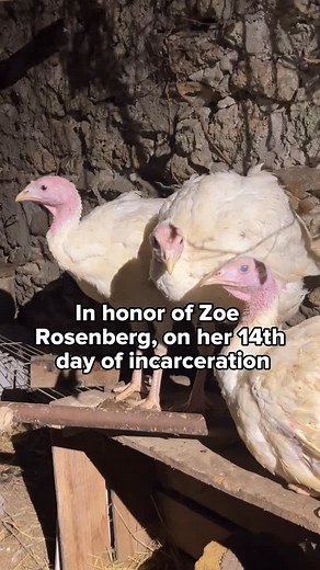 Direct Action Everywhere - DxE on Instagram: "On day 14 of Zoe Rosenberg’s incarceration, two rescues happened! Four turkeys, Pirouette, Luma, Lila and Pistache, were rescued by DxE Paris activists. On the same day in Utah, two turkeys, Moby and Phoenix were rescued."